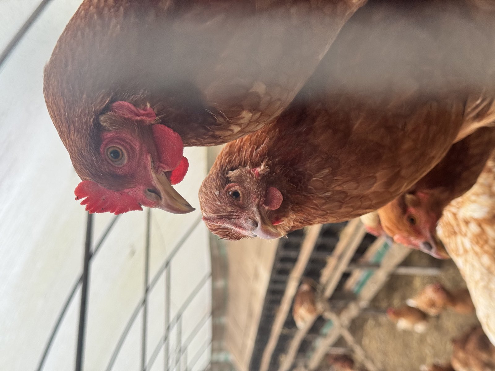Gallina colorada de Villa Cautín