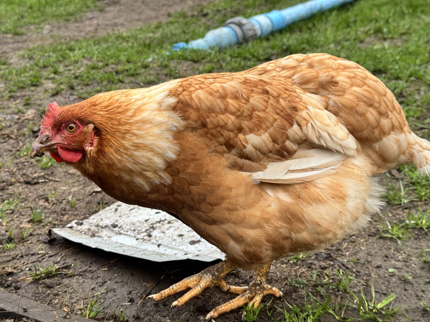 Gallina alimentándose en la pradera